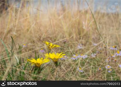 Photo of wind blown flowers in a dry yellow grass field