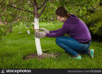 Photo of woman tying band around tree to heal bark