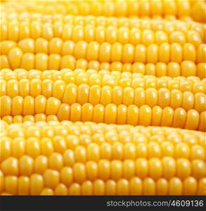 Photo of yellow corn background, abstract backgrounds, harvest season, healthy organic nutrition, maize cob, golden textured wallpaper, fresh prepared grain, tasty vegetable, vegetarian meal