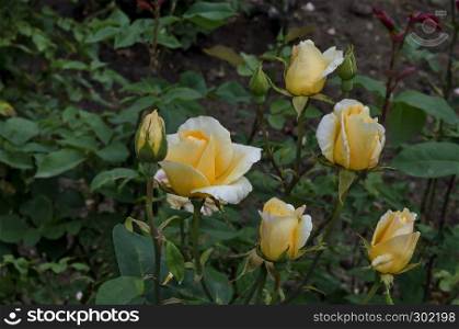 Photo of yellow rose bush in bloom flower for greeting at natural park Zaimov, district Oborishte, Sofia, Bulgaria