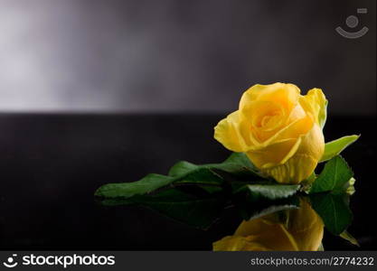 photo of yellow rose close up with green leaves