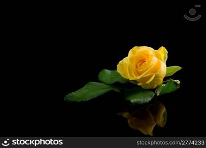photo of yellow rose close up with green leaves
