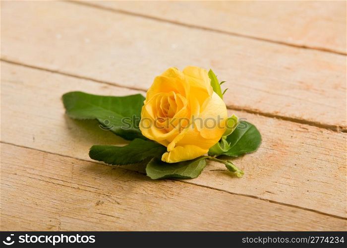 photo of yellow rose close up with green leaves