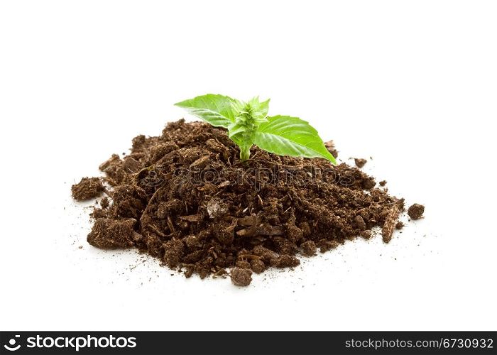 photo of young basil plant inside earth on white isolated background