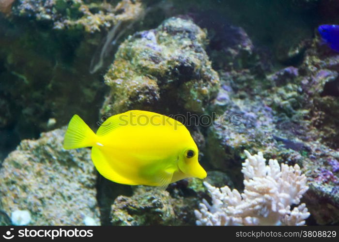 Photo of zebrasoma yellow tang fish in aquarium