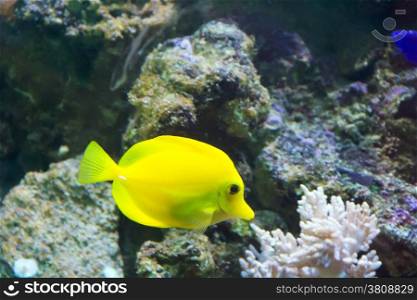 Photo of zebrasoma yellow tang fish in aquarium