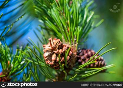 Photo Pine branch with cone close-up