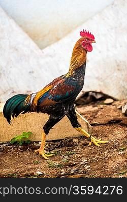 Photo walking rooster on a white wall
