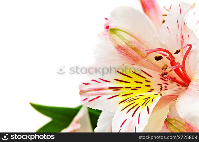 Photo white orchid close up...