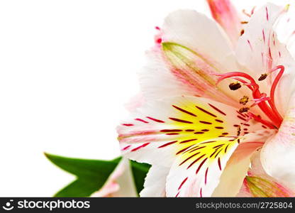 Photo white orchid close up...