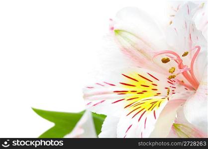 Photo white orchid close up