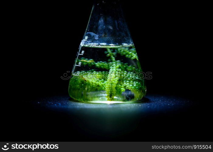 Photobioreactor in Algae fuel biofuel industry, sustainable energy concept