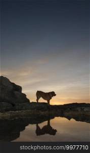 photograph of a dog and sunset