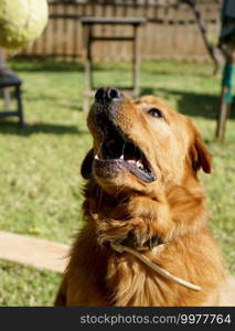 photograph of a dog and sunset