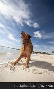 photograph of a dog playing in the beach