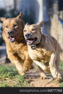 photograph of a dogs running