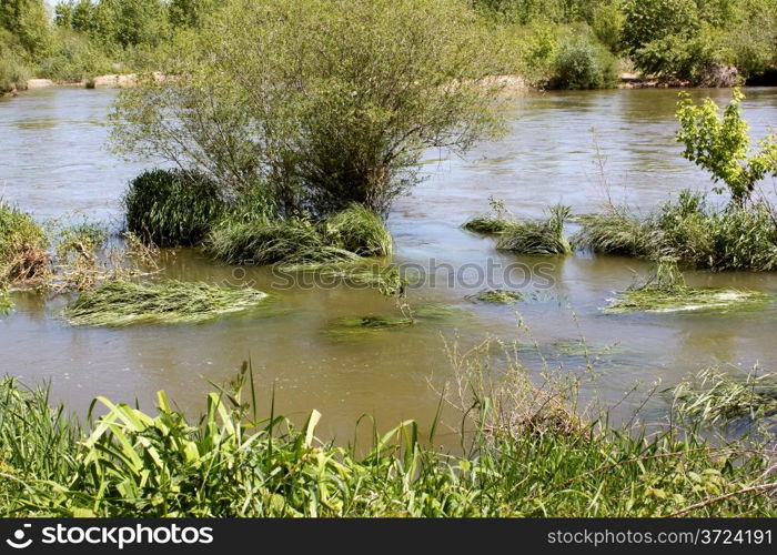 photograph of a river or a river bordered of trees and vegetations