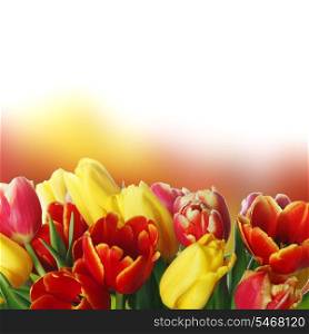 Photograph of bouquet of colorful tulips with white copy space