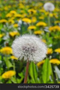 Photograph of natural looking dandelion flower in field, closeup on seeds, vertical shot