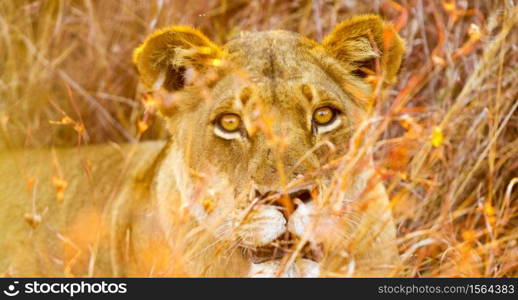 Photographed on an evening game drive, from an open top safari vehicle. She was part of a small pride of lions that were resting in the grass.