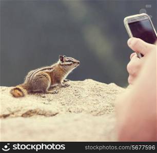 photographing chipmunk