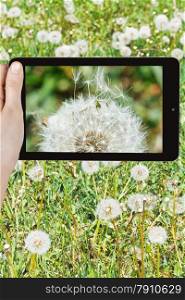photographing flower concept - tourist takes picture of parachute seeds of dandelion blowball close up on smartphone,