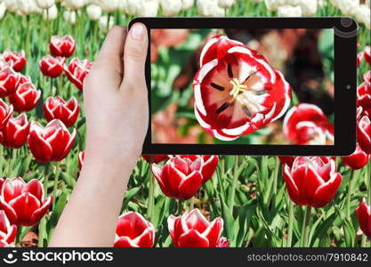 photographing flower concept - tourist takes picture of red tulip flower close up on smartphone,