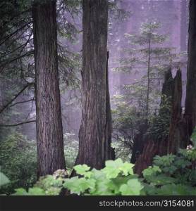 Photographs of Redwood Forest, California