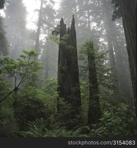 Photographs of Redwood Forest, California