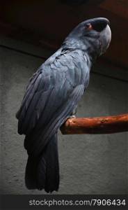 Photography of black macaw standing on the branch.. Black macaw