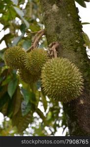 Photography of durian on the tree. Durian is distinctive for its large size, strong odour, and formidable thorn-covered husk