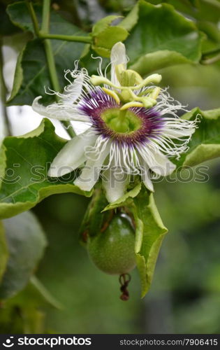 Photography of passion fruit flower on the tree