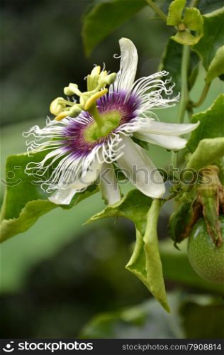 Photography of passion fruit flower on the tree