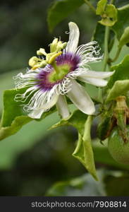 Photography of passion fruit flower on the tree