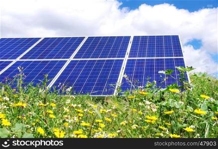 Photovoltaic panels and yellow flowers