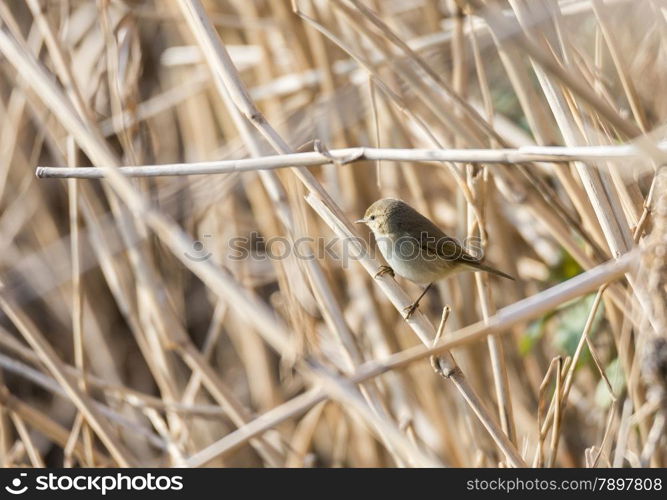 phylloscopus collybita, chiffchaff, foraging over a log