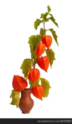 Physalis, the brightest autumn plant, twig in a clay pot