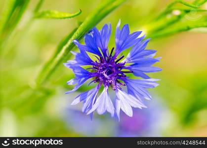 Phyteuma flower close up view