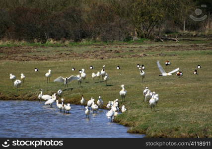 Picardie, Parc du Marquenterre, France