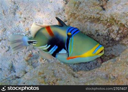 Picasso triggerfish shot at the Maldives. Picasso triggerfish