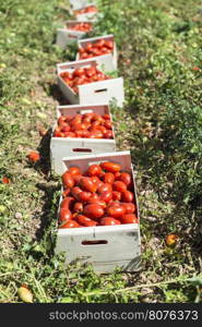 Picked tomatoes in crates on the field