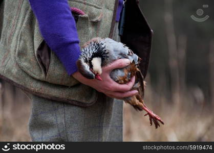 Picker up, clad in tweed, on a shoot, holding a retrieved partridge