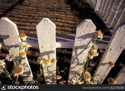 Picket Fences and Old Daisies