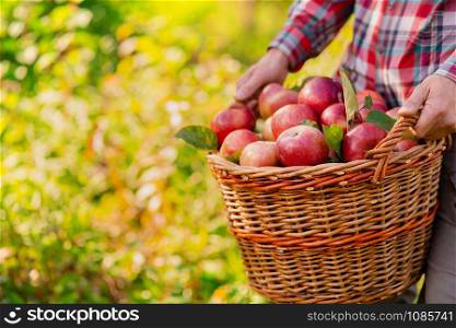 Picking apples. A man with a full basket of red apples in the garden. Organic apples. Approving Gestures Stock Photos.. Picking apples. A man with a full basket of red apples in the garden.