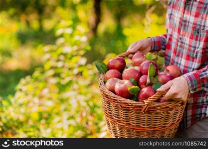Picking apples. A man with a full basket of red apples in the garden. Organic apples. Approving Gestures Stock Photos.. Picking apples. A man with a full basket of red apples in the garden.