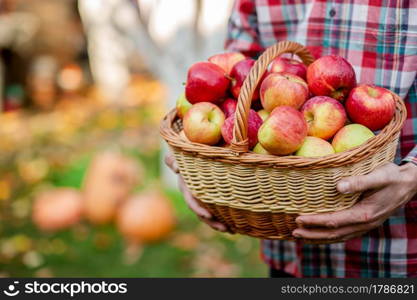 Picking apples. A man with a full basket of red apples in the garden. Organic apples.. Picking apples. A man with a full basket of red apples in the garden.