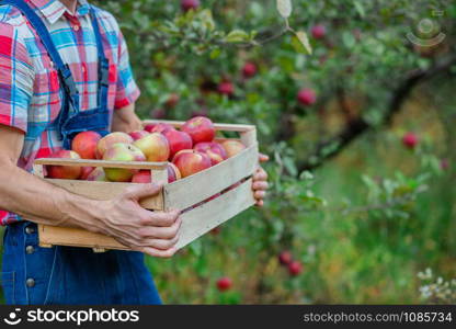 Picking apples. Closeup of a crate with apples. A man with a full basket of red apples in the garden. Organic apples.. Picking apples. Closeup of a crate with apples. A man with a full basket of red apples in the garden.