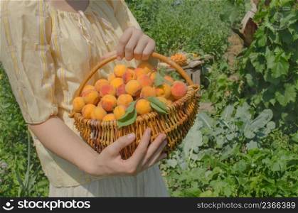 Picking apricots in the basket. Ripe yellow apricot. Apricots closeup.. Young woman picking apricots