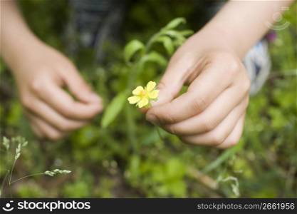 Picking flowers