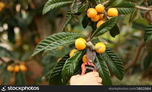 Picking loquats from the tree.Collecting spring fresh fruit with a secateurs or garden scissors.Macrobiotic and bio way of living. Healthy food. Organic food.